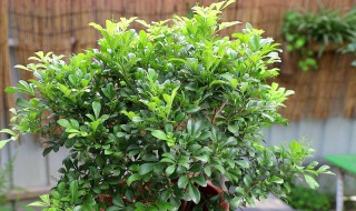米兰花可以在室外养吗 室内能养米兰花吗