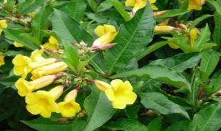 黄蝉花怎么养（黄蝉花怎么养殖方法）