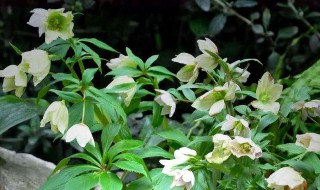 铁筷子圣诞玫瑰好养吗（铁筷子花圣诞玫瑰的养殖）