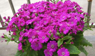 长筒花鳞茎种植时间（长筒花鳞茎种植密度）