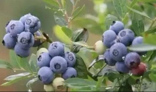 种蓝莓为什么放硫磺粉 种蓝莓为什么放硫磺粉呢