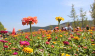 太阳花好养还是百日草好养（百日草和太阳花哪个更好养）