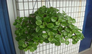 瑞典常春藤的养殖方法 瑞典常春藤的养殖方法和用量