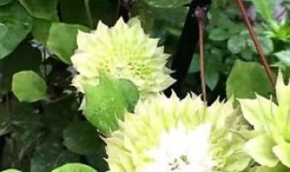 铁线莲小苗怎么养 铁线莲小苗怎么养长得快