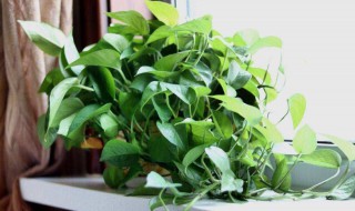 卧室可以放绿萝吗（孕妇卧室可以放绿萝吗）