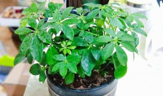 花卉为什么要经常换盆 花为什么要每年换盆