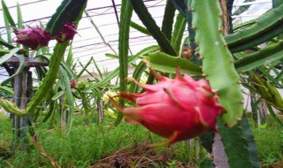 阳台火龙果的种植方法（阳台火龙果的种植方法和时间）