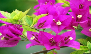 三角梅适合北方种植吗（三角梅适合北方种植吗视频）