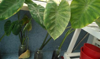 盆栽芋头能活几年（芋头盆景可以活多久）