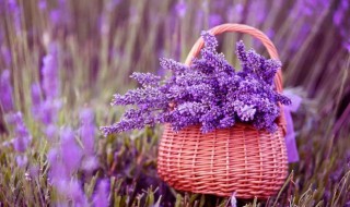 薰衣草多久生根 薰衣草种子多久发芽