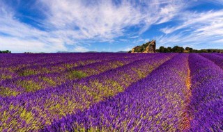 薰衣草是否有毒 薰衣草香气有毒吗