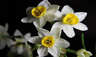 水仙是否适合放在室内（水仙不宜在室内摆放）