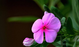 五瓣梅在室内养是否有毒（五瓣梅在室内养有毒吗）