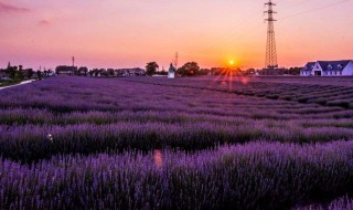 薰衣草的播种方法（薰衣草的播种方法和注意事项）