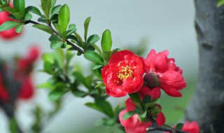 长寿冠海棠一年开几次（长寿冠海棠开几次花）