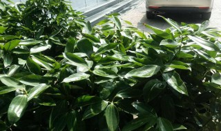 洋桔梗能活多少年镜面草能养成树吗（盆栽洋桔梗寿命）