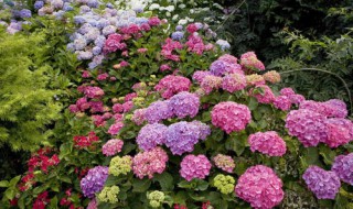 种植绣球花的方法 怎样栽绣球花