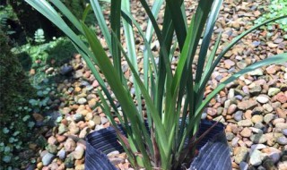 剑兰的种植方法（剑兰盆栽的种植方法）