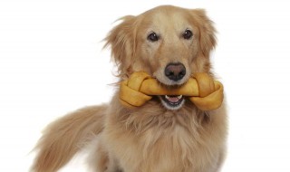 金毛多大就可以吃骨头了（金毛狗什么时候可以吃骨头）