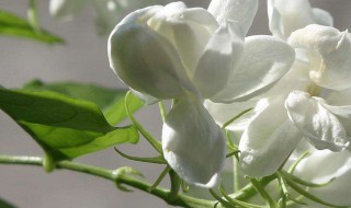 茉莉花可以送人吗（茉莉花茶可以送人吗）