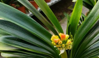 君子兰什么时候开花（垂笑君子兰什么时候开花）