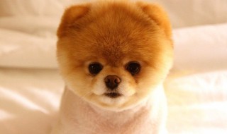 博美什么颜色最珍稀（博美什么颜色的最值钱）