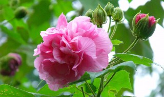 芙蓉的养护技巧（芙蓉的养护方法）
