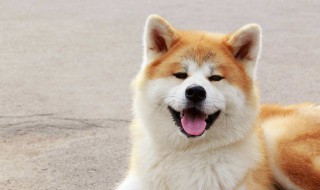 中华田园犬和秋田犬有什么区别（中华田园犬跟秋田犬有什么区别）