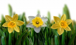 如何栽培管理黄水仙 黄水仙的养殖方法