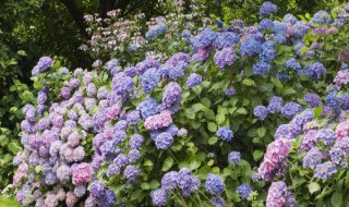 绣球花如何修剪（绣球花如何修剪扦插）