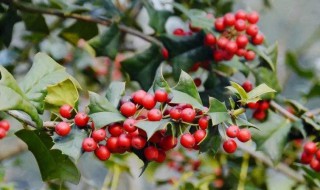 狗公刺树是什么样子的 狗公刺树的籽有何用途