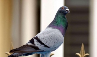 怎样挑选好鸽子 怎样挑选好鸽子留做种鸽