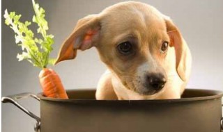 狗狗能吃苦瓜吗（狗狗能吃鸡蛋吗）