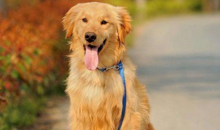 一条狗的回家之路是什么品种狗 一条狗的回家之路是什么品种狗的狗