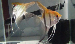 新缸养水几天可以放鱼 新缸养水几天可以放鱼金鱼