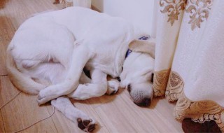 拉布拉多臭味怎么去除 拉布拉多臭味怎么去除小妙招