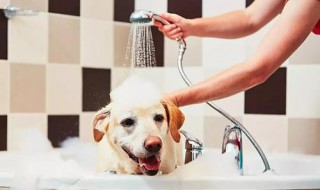 没有狗狗沐浴露怎么办（狗狗洗澡没有宠物沐浴露怎么办）
