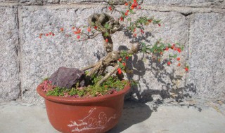 枸杞盆景制作（枸杞盆景制作书籍）