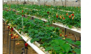 pvc管种植蔬菜（pvc管道种植蔬菜方法图）