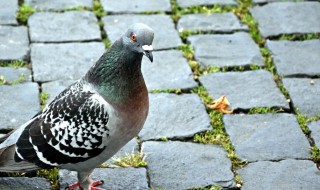 鸽子会游泳吗（鸽子会游泳吗什么意思）