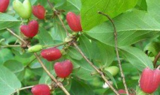 杈杷果的营养价值（杈杷果的营养价值及功效）