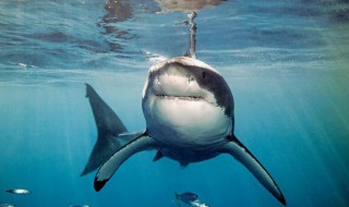 海洋哺乳动物具有哪些特征（海洋哺乳动物与海洋动物的不同）