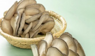 蘑菇生长为什么不需要阳光 蘑菇没有阳光可以生长吗