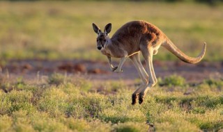 袋鼠可以通过尾巴干啥（袋鼠可以通过尾巴干啥一年级）