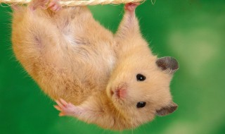 如何给仓鼠准备食物（如何给仓鼠准备食物吃）