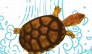 斑纹泥龟饲养技巧 斑纹泥龟饲养技巧图解