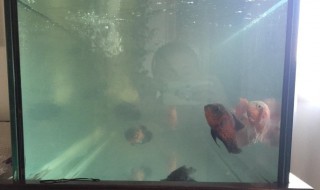 鱼缸里有霉味怎么解决（鱼缸里有霉味怎么回事）