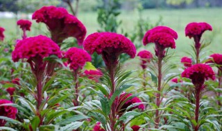 养鸡冠花的技巧 鸡冠花的养殖及管理方法