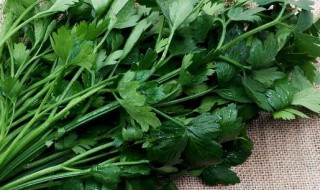 欧芹和香菜的区别（欧芹跟香芹有什么区别）