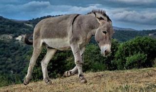 驴肉有肥肉吗（驴肉有肥肉吗图片）